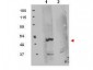 Anti-FKBP8 (RABBIT) Antibody
